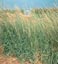 Prairie Seed Farms Forage Crop Seed